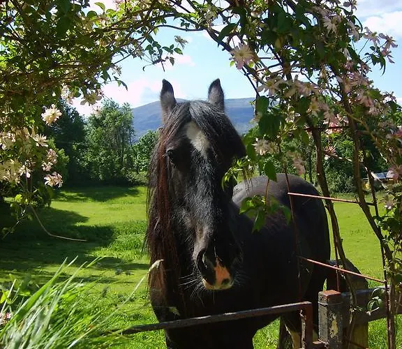 Bed & Breakfast Carriglea House 3*